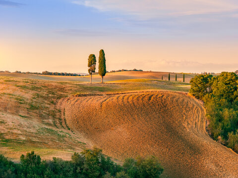 Les cypr&egrave;s dans la lumi&egrave;re dor&eacute;e de la Val d&rsquo;Orcia
