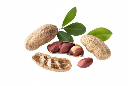 Raw peanuts in shells and red kernels with green leaves