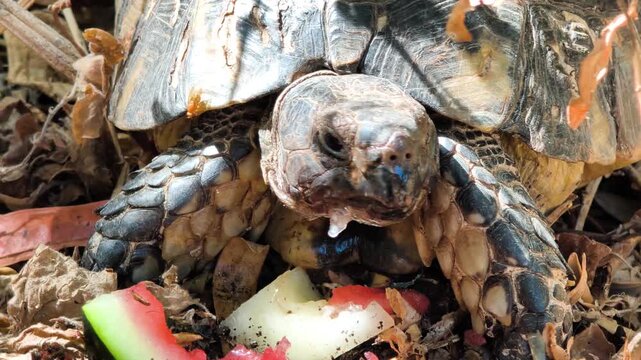 Slow push in toward a turtle resting on dry grass, with a frontal view highlighting its face and textured shell in a natural Mediterranean environment.