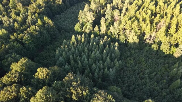 Road through thriving nature for environmental campaigns
