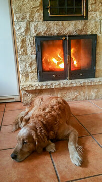 Golden retriever dog relaxing by a warm fireplace