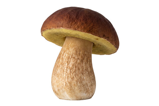 Single Fresh Porcini Mushroom with Thick Stem and Brown Cap