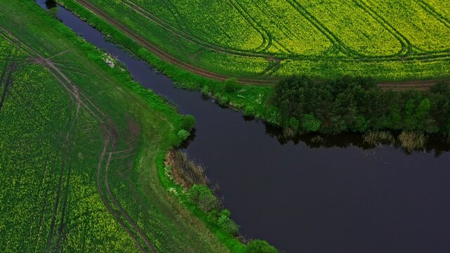 Aerial view of a winding river flowing through vibrant green and yellow rapeseed fields with visible tire tracks in the grass in Latvia.