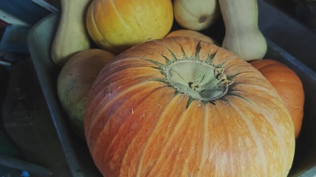 Various types of ripe pumpkins and squashes in a large container. Autumn harvest concept for healthy organic food or festive decoration