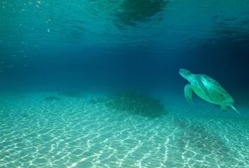 a sea turtle swimming on a reef on an island in venezuela © gustavo