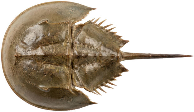 Horseshoe crab top view isolated on black background.