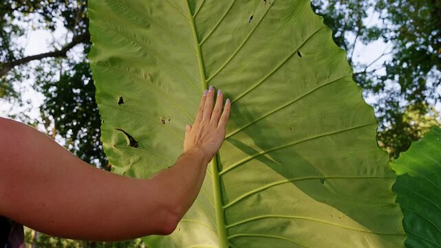 Hand Touches a Giant Elephant Ear Leaf in a Lush Garden, Showing Tropical Foliage Texture and Natural Growth