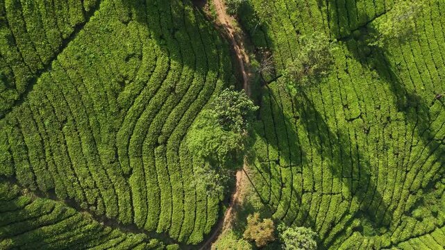 Aerial view of tea plantation rows in Sukabumi, Indonesia.