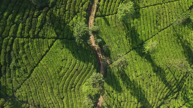 Aerial view of tea plantation in Sukabumi, Indonesia.