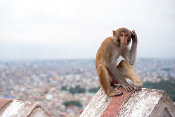 Templo Swayambhunath en Kathmandu, la capital de Nepal, con increíble vista de la ciudad y su característicos monos en el paisaje.  © JuanManuel