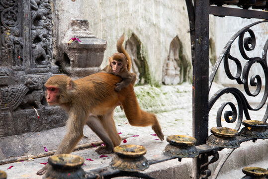 Templo Swayambhunath en Kathmandu, la capital de Nepal, con incre&iacute;ble vista de la ciudad y su caracter&iacute;sticos monos en el paisaje. 