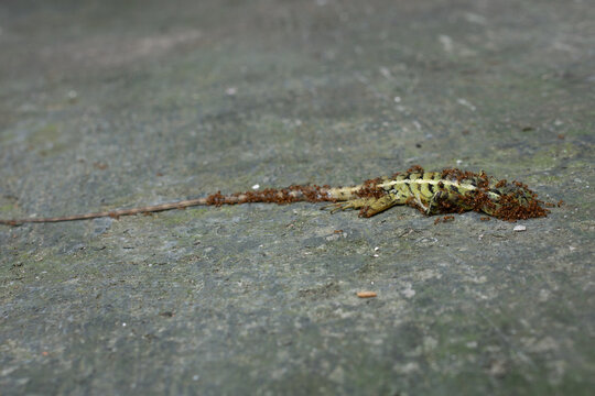 a chameleon carcass surrounded by red ants