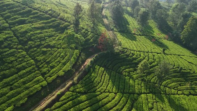 Aerial view of tea plantation in Sukabumi, Indonesia.