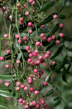 Red and pink peppercorns grow on a pepper tree. The small peppercorns stand out against the green background.