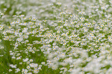 Fototapeta premium Endless white daisies dance in a gentle breeze under the warm sun in a lush green meadow