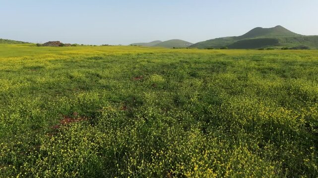 Scenic landscape of a blooming meadow with yellow wildflowers. Green hills under a hazy sky caused by calima dust in Gran Canaria, Spain