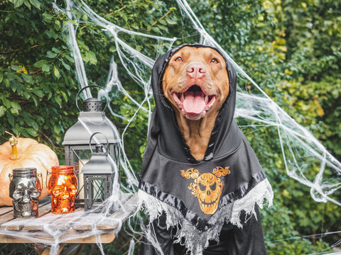 Cute dog in a festive costume sits with Halloween decorations. Black lanterns, skull candles, spider webs and pumpkin. Symbolizes Halloween fun. Ideal for holiday and pet content
