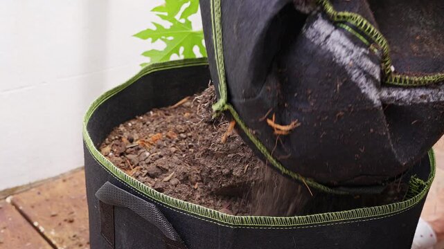 Transplanting Young Papaya Plant Into a Larger Fabric Grow Bag, Root Ball and Loose Soil Visible During Container Gardening and Plant Care