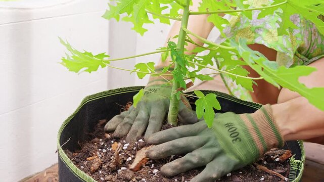 Gloved Hands Firm Soil Around a Young Papaya Plant in a Fabric Grow Bag, Supporting Home Gardening and Plant Care