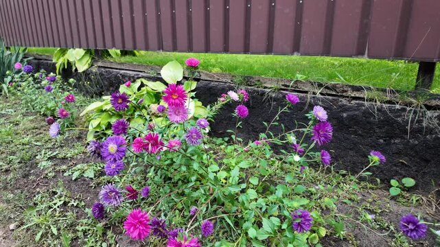 Slow motion video of vibrant purple and pink aster flowers gently swaying in the wind. Growing in a rustic garden bed along a brown fence, they show natural beauty and color in a peaceful yard.