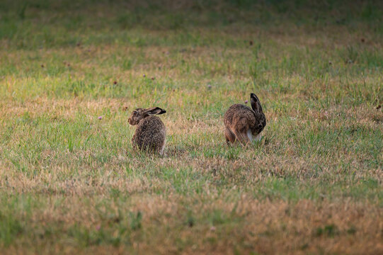 Zwei Hasen sitzen in der Morgensonne auf einer Wiese