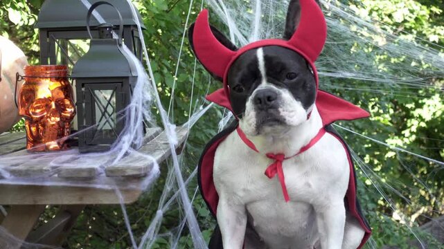 Cute French Bulldog in a festive costume sits with Halloween decorations. Black lanterns, skull candles, spider webs and pumpkin. Symbolizes Halloween fun. Ideal for holiday and pet content