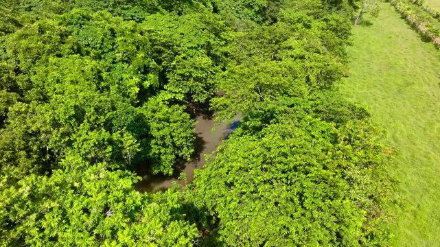 Top-down view of a flowing river. A winding riverbed and shoreline lined with green forest trees. A picturesque tropical summer landscape. A peaceful stream flowing through a lush tropical forest.