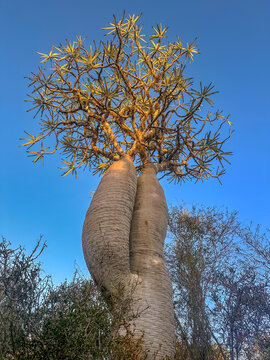 Silver Madagascar Palm (Pachypodium geayi) in Southwest Madagascar