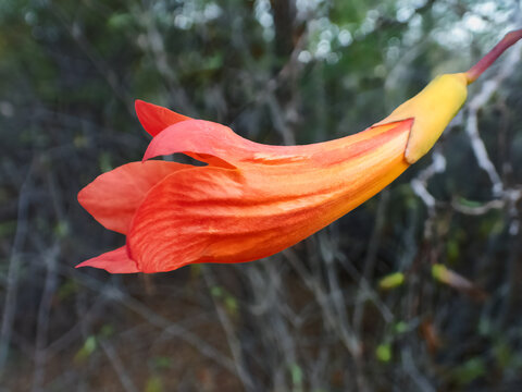 The flower of the fony baobab (Adansonia rubrostipa) in the spiny forest of southwest Madagascar