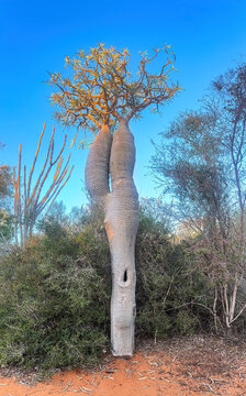 Silver Madagascar Palm (Pachypodium geayi) in Southwest Madagascar