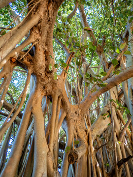 View into the Canopy of a Banyan Tree (Ficus madagascariensis) in Southwest Madagascar