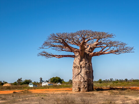 Fony Baobabs (Adansonia rubrostipa) near a Cemetery, Southwest Madagascar