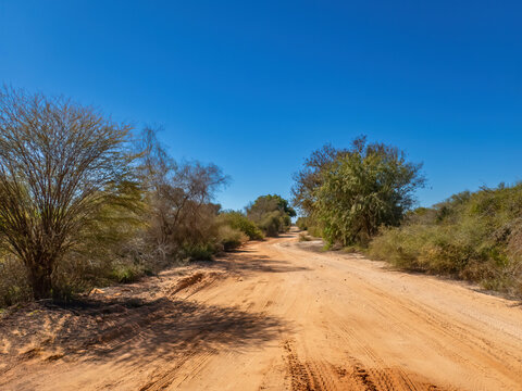 Dusty Dirt Road in the Spiny Forest of Southwest Madagascar	
