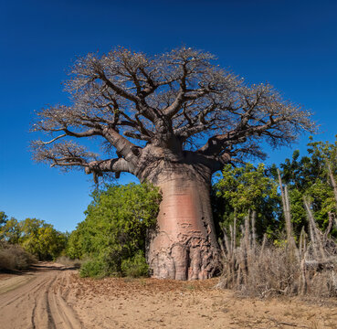 Fony Baobab (Adansonia rubrostipa) on the side of a dirt road in the Spiny Forest of Southwest Madagascar