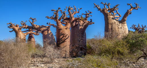 Baobab Trees (Adansonia grandidieri) in the Mikea Forest of Southwest Madagascar © Guy Bryant