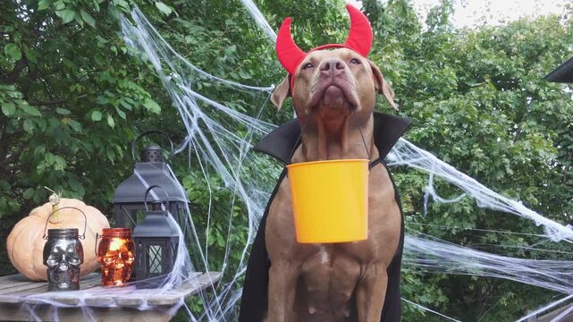Cute American Pitbull in a festive costume sits with Halloween decorations. Black lanterns, skull candles, spider webs and pumpkin. Symbolizes Halloween fun. Ideal for holiday and pet content