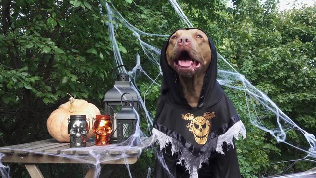 Cute Pitbull in a festive costume sits with Halloween decorations. Black lanterns, skull candles, spider webs and pumpkin. Symbolizes Halloween fun. Ideal for holiday and pet content