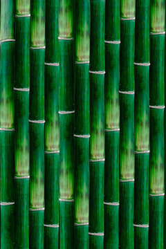 Close-up full frame texture of vertical green bamboo stalks arranged side by side. Perfect background image for nature, wellness, spa, Asian culture, environment, and eco-friendly design projects.