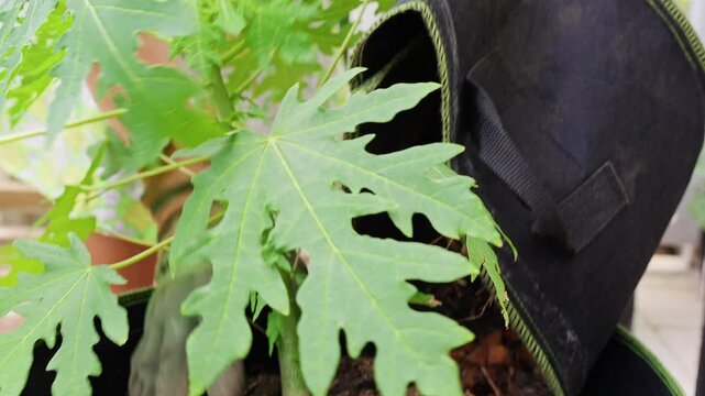Gloved Hands Holding a Papaya Root Ball Removed from a Fabric Grow Bag during Transplanting, Exposed Roots And Soil Showing Careful Plant Relocation