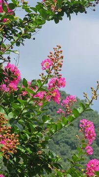 Pink Crape Myrtle Flowers in Bloom