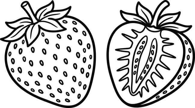 Strawberry Fruit Line Art Illustration, Hand Drawn Berry Outline