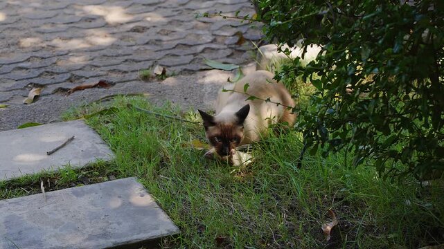 Siamese Cat Carrying a Large Rat Through a Garden Toward Home, Domestic Predator Returning With Captured Prey After Hunting Outdoors