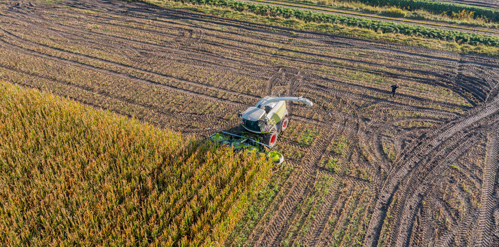 Hamburg, Germany - September 14, 2026: Claas Jaguar 960 maize chopper during the maize harvest