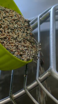 close-up side view of mixed birdseed pouring from bright green scoop into stainless wire feeder, seeds spilling over and cascading down for backyard feeding mix