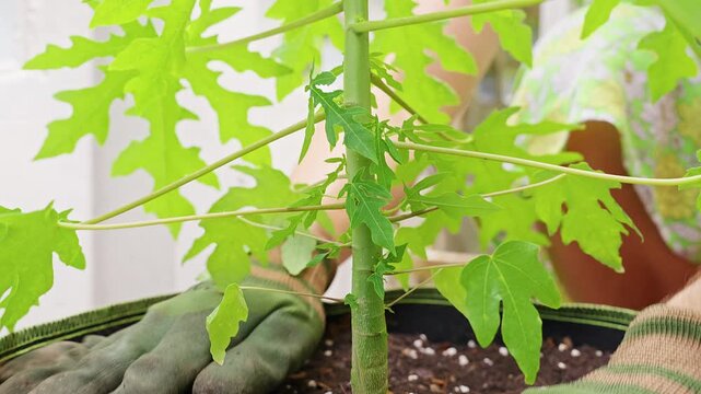 Gloved Hands Tend A Young Papaya Tree in Rich Potting Soil, Close View Highlights Home Gardening Growth And Plant Care