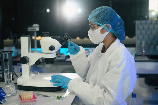 Female Scientist Examining Plant Sample Under Stereo Microscope in Modern Research Laboratory