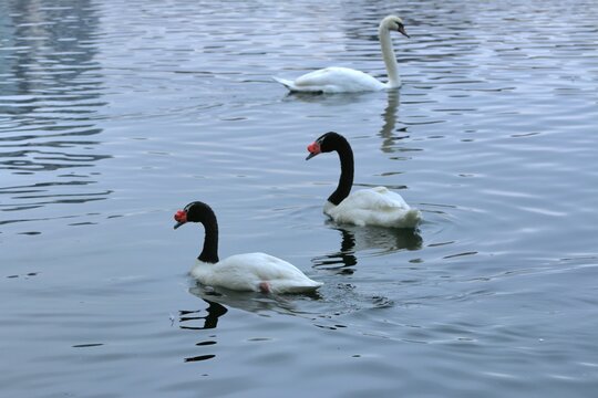 black-necked swans swimming in a body of water