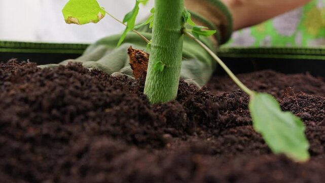 Gloved Hands Press Dark Soil Around a Young Green Plant in a Planter, Low Angle Close View Showing Care, Growth, and Gardening
