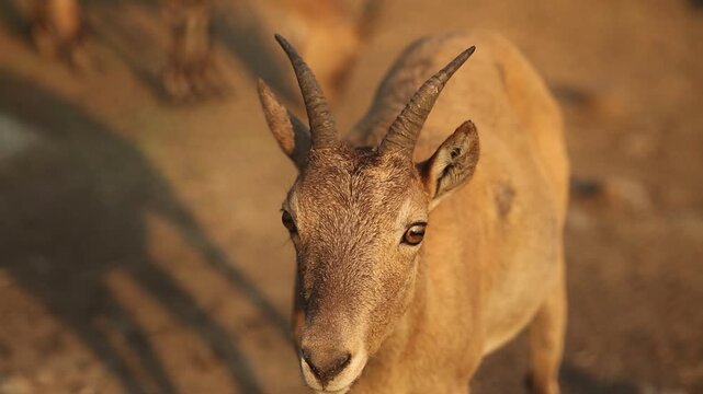 Video portrait of young calf or female of West Caucasian tur also known like mountain dwelling goat antelope, Capra caucasica looks at camera, twitches its ears in natural habitat. Zoo, wild life