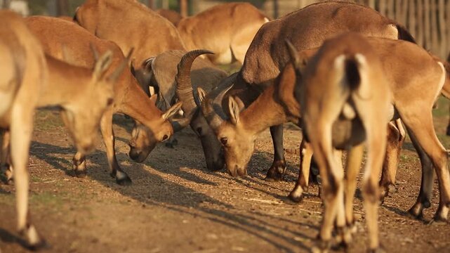 Video of West Caucasian tur also known like Capra caucasica, mountain dwelling goat antelope eats feed, corn, grain off ground in natural habitat on sunset. Wild life, zoo, food, diet, eating, farm
